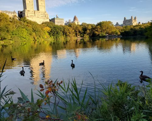New York Central Park pond