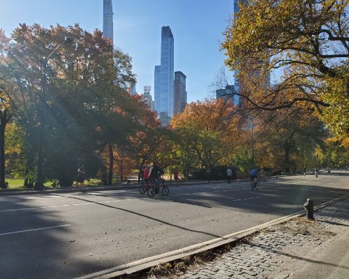 Sun dappled leaves in Central Park