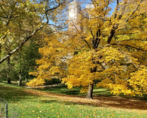 Central Park Autumn